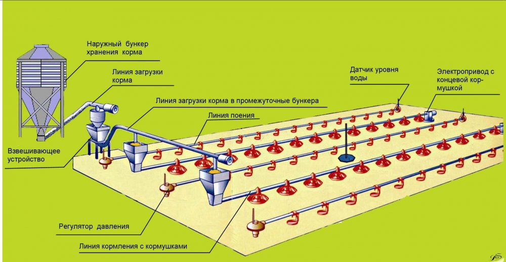 Modern Poultry Farming Weighing Methods